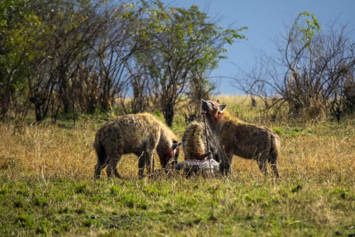 Spotted hyenas feed on a carcass in the savanna, Rift Valley Province, Maasai Mara, Kenya