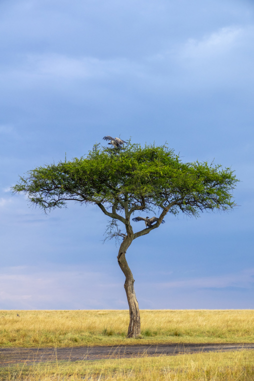 Two vultures perch in a lone acacia tree on the savanna plains, Rift Valley Province, Maasai Mara, Kenya