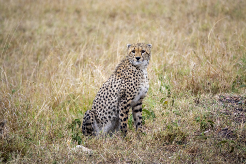 A cheetah sits alert in the tall savanna grass, Rift Valley Province, Maasai Mara, Kenya