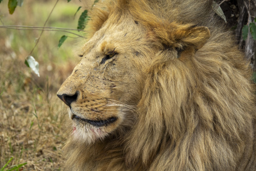 A male lion with a scarred face rests in the shade, Rift Valley Province, Maasai Mara, Kenya