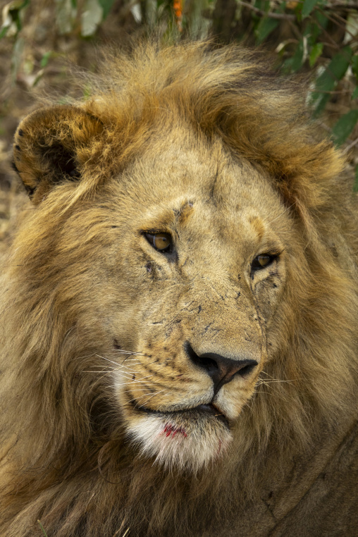 A male lion gazes into the distance in close-up portrait, Rift Valley Province, Maasai Mara, Kenya