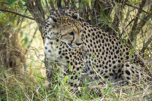 A cheetah rests hidden among bushes in the savanna, Rift Valley Province, Maasai Mara, Kenya