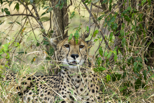 A cheetah looks down while resting among low bushes, Rift Valley Province, Maasai Mara, Kenya