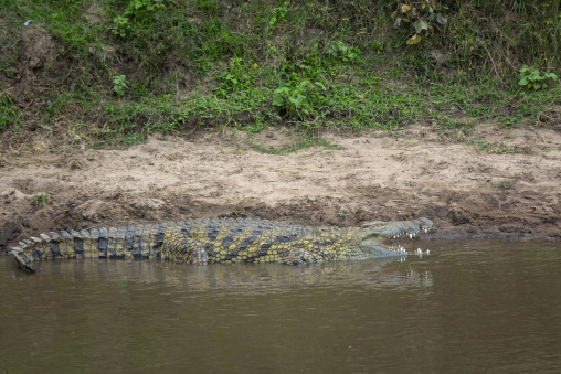 A Nile crocodile opens its jaws on the bank of the Mara River, Rift Valley Province, Maasai Mara, Kenya