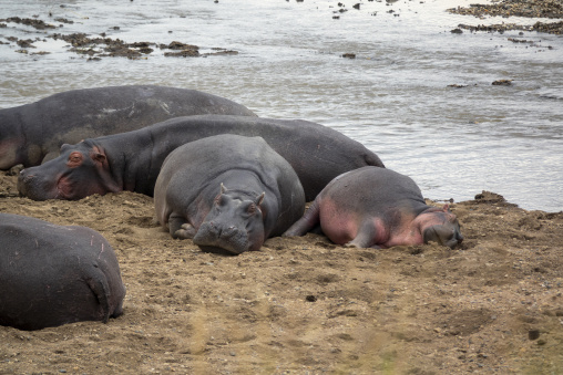 A group of hippopotamuses rests together on a riverbank, Rift Valley Province, Maasai Mara, Kenya