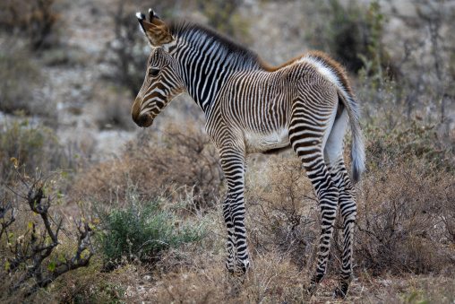 A baby Grevy's zebra (Equus grevyi) stands among dry bushland, Samburu County, Samburu National Reserve, Kenya