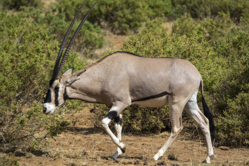 A beisa oryx walks through dry scrubland, Samburu County, Samburu National Reserve, Kenya
