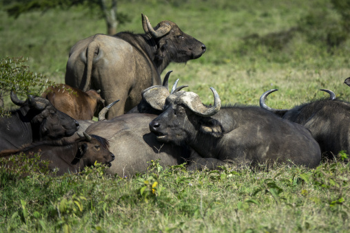 A herd of African buffalo rests together in the grass near Lake Nakuru, Rift Valley Province, Nakuru, Kenya