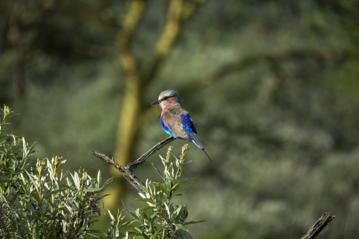 A lilac-breasted roller perches on a branch near Lake Nakuru, Rift Valley Province, Nakuru, Kenya