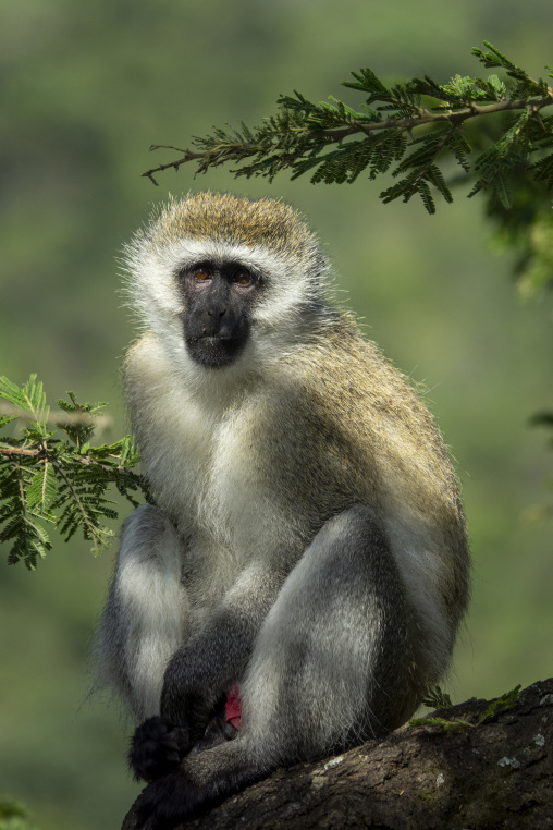 A vervet monkey sits on a fallen log near Lake Nakuru, Rift Valley Province, Nakuru, Kenya