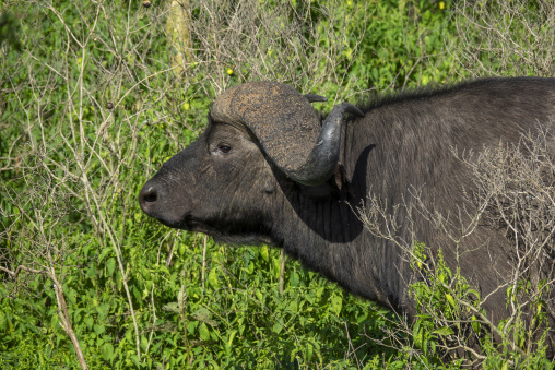 An African buffalo displays its heavy fused horns in close-up, Rift Valley Province, Nakuru, Kenya