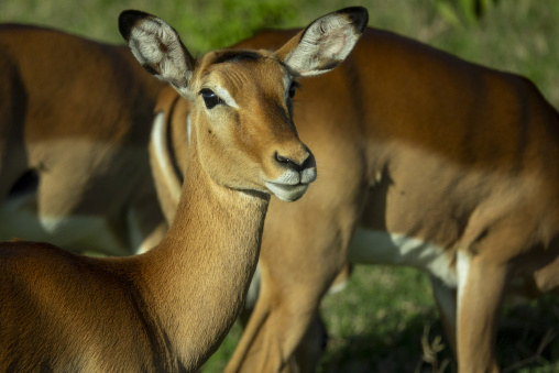 Female impalas gather closely together near Lake Nakuru, Rift Valley Province, Nakuru, Kenya