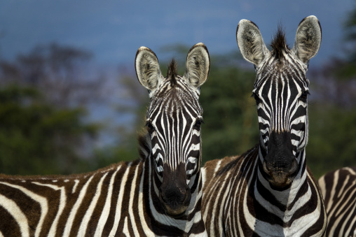 Two plains zebras stand face to face near Lake Nakuru, Rift Valley Province, Nakuru, Kenya