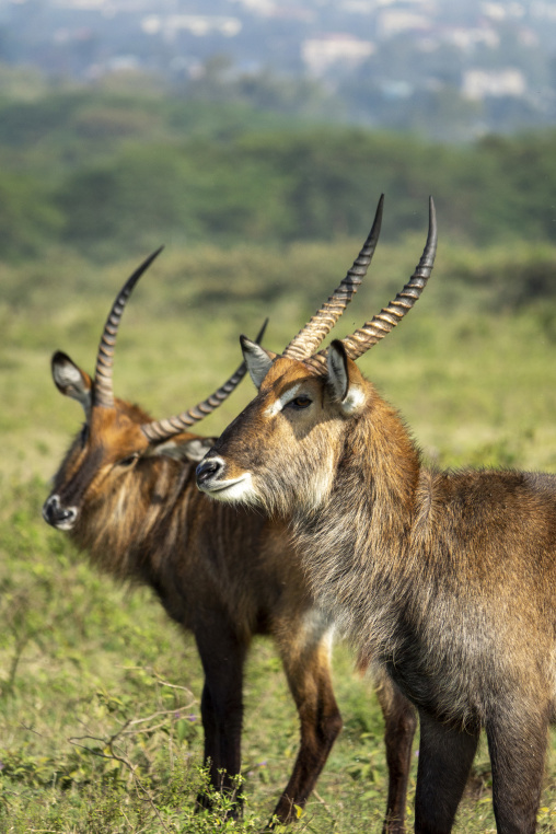 Two male waterbucks stand together in the grassland near Lake Nakuru, Rift Valley Province, Nakuru, Kenya