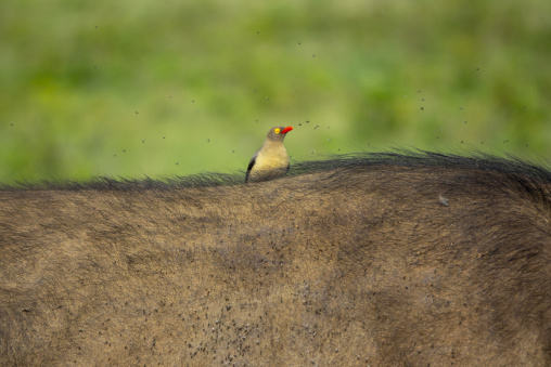 A red-billed oxpecker perches on the back of a buffalo near Lake Nakuru, Rift Valley Province, Nakuru, Kenya