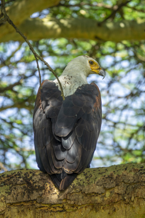 An African fish eagle perches in a tree near Lake Nakuru, Rift Valley Province, Nakuru, Kenya
