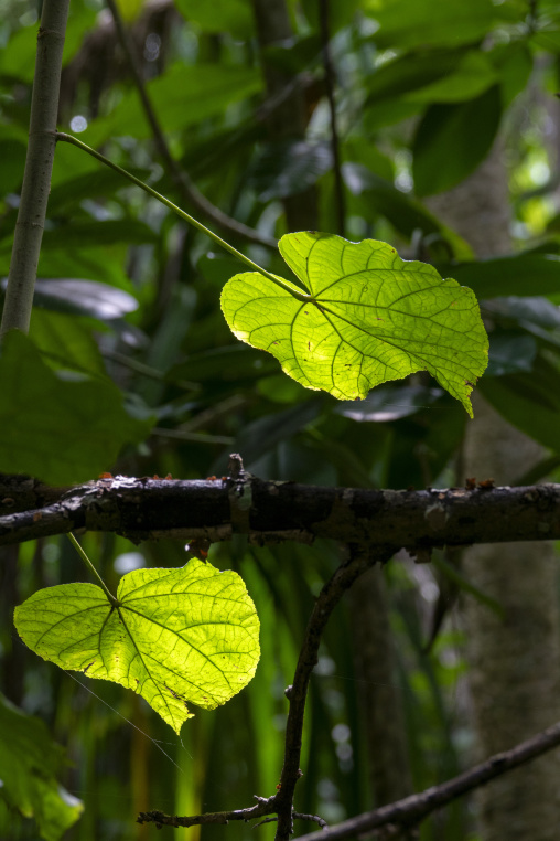 Sunlight filters through two heart-shaped leaves in a jungle, Baa Atoll, Soneva Fushi, Maldives