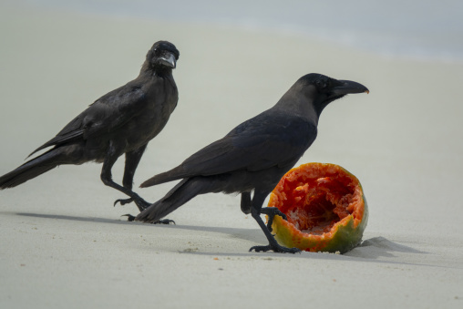Two crows peck at a hollowed papaya on a sandy beach, Baa Atoll, Soneva Fushi, Maldives