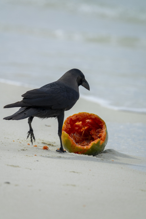 A crow stands beside a hollowed papaya rind on the shore, Baa Atoll, Soneva Fushi, Maldives