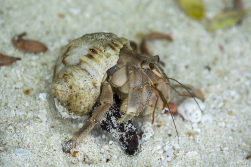 A hermit crab feeds while resting in the sand on a beach, Baa Atoll, Soneva Fushi, Maldives