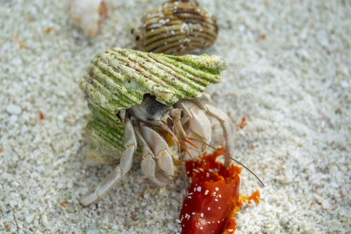 A hermit crab with an algae-covered shell feeds on a red flower, Baa Atoll, Soneva Fushi, Maldives