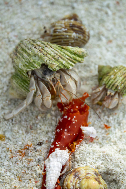 Several hermit crabs gather around a fallen red flower on the sand, Baa Atoll, Soneva Fushi, Maldives