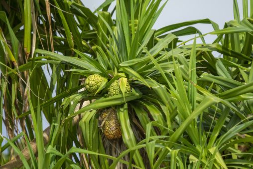 Pandanus fruit clusters hang among green leaves on a screwpine tree, Baa Atoll, Soneva Fushi, Maldives