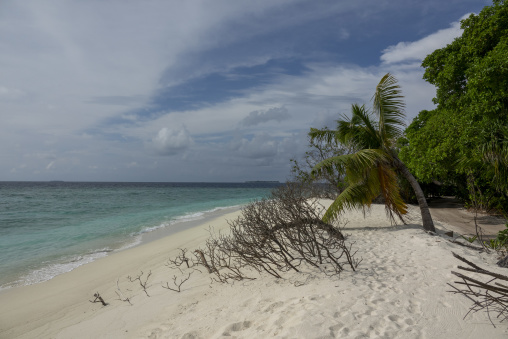 A leaning coconut palm overhangs a quiet beach along the turquoise ocean, Baa Atoll, Soneva Fushi, Maldives