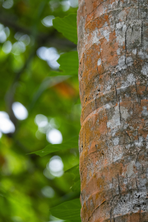 Textured bark covers a tree trunk surrounded by blurred green foliage, Baa Atoll, Soneva Fushi, Maldives