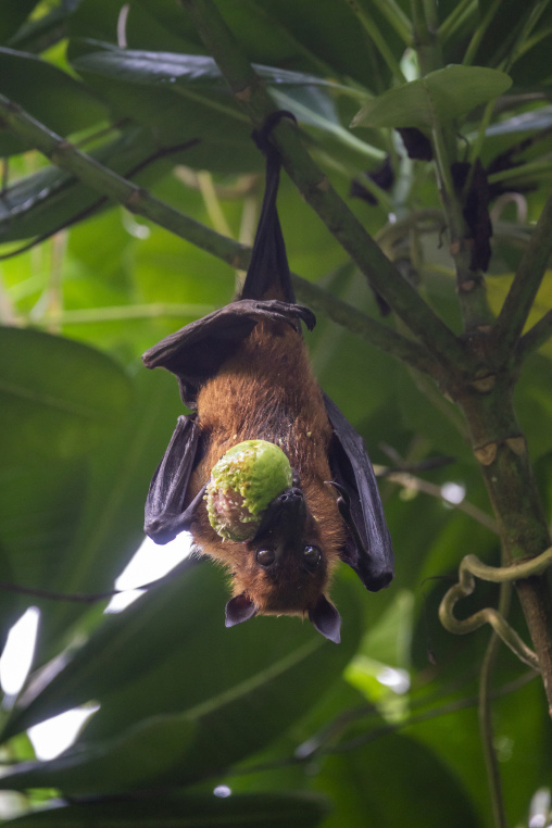 A fruit bat hangs from a branch while eating a piece of fruit, Baa Atoll, Soneva Fushi, Maldives