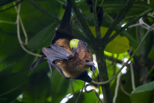 Close-up of a fruit bat's face as it bites into a piece of fruit, Baa Atoll, Soneva Fushi, Maldives