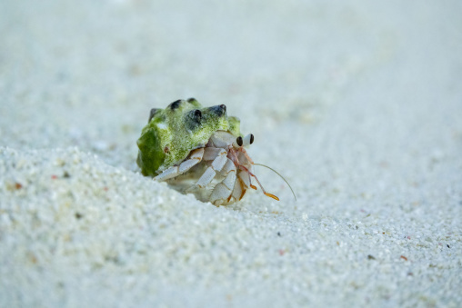 A hermit crab peeks out from beneath the white sand, Baa Atoll, Soneva Fushi, Maldives