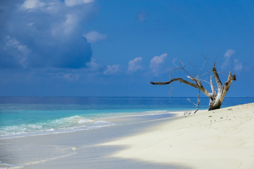 A bare driftwood branch stands on a white sand beach beside a turquoise lagoon, Baa Atoll, Soneva Fushi, Maldives