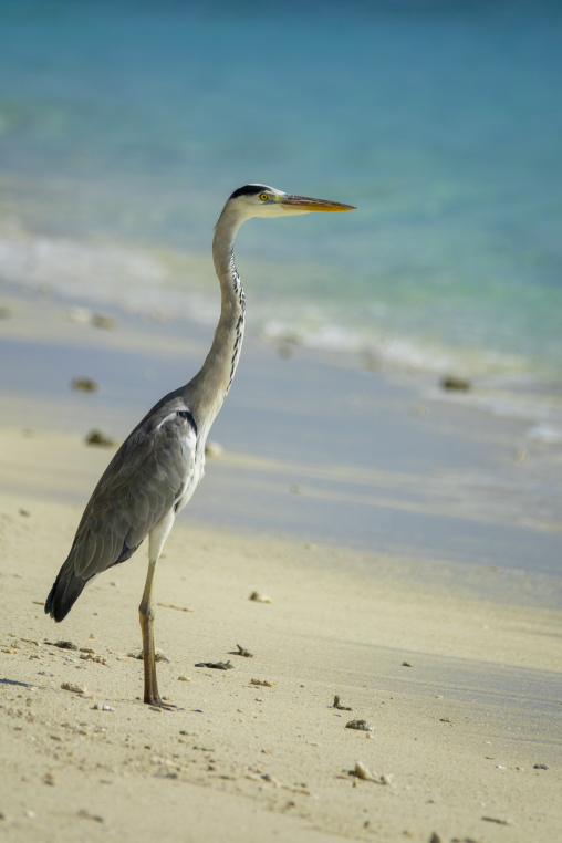 A grey heron looks out across the surf on a sandy beach, Baa Atoll, Soneva Fushi, Maldives