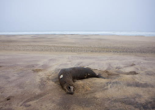 Dead Seal On The Beach, Tombwa Area, Angola