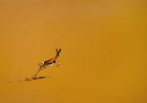 Springbok Jumping, Namib Desert, Angola