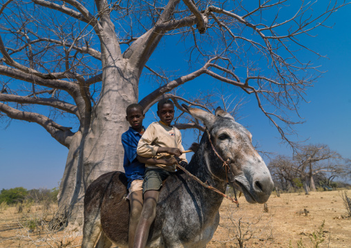 Mudimba tribe boys riding a donkey in front of a baobab, Cunene Province, Kuroca, Angola