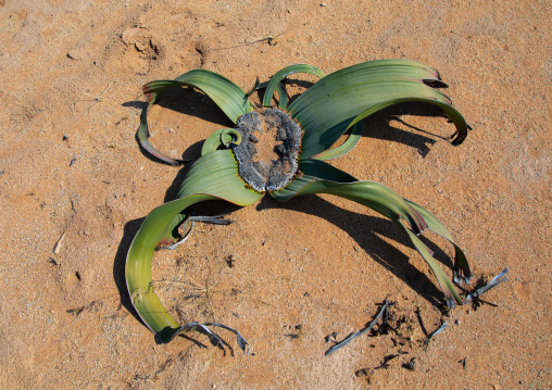 Welwitschia mirabilis plant in the desert, Namibe Province, Virei, Angola