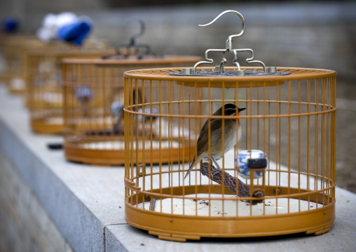 Songbirds In Cages, Beijing, China