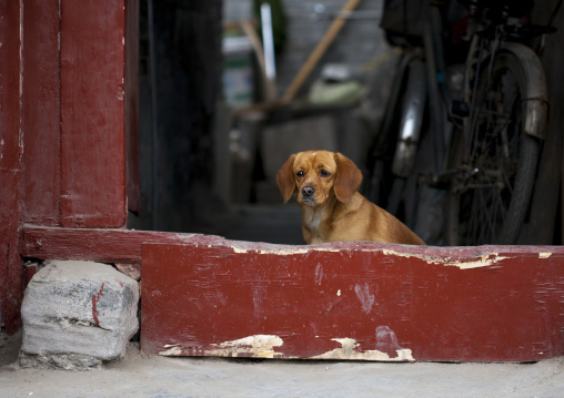 Chinese Dog At The Entrance Of An Old House, Beijing, China