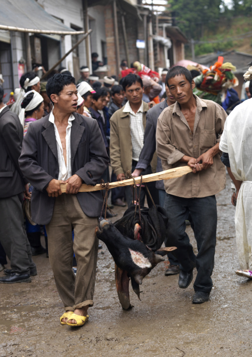 Buffalo For Sacrifice During A Funeral Procession, Yuanyang, Yunnan Province, China