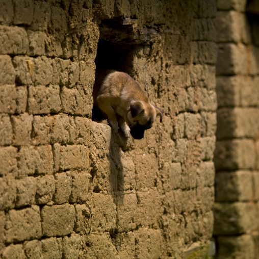Dog Coming Out Of A Window, Yuanyang, Yunnan Province, China