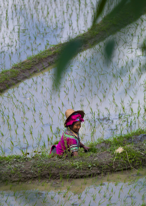 Hani Woman Working In Rice Terraces, Yuanyang, Yunnan Province, China