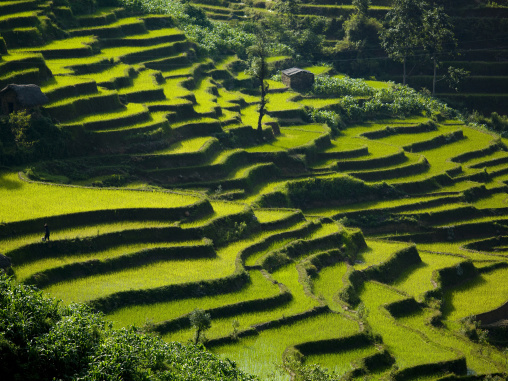 Green Rice Terraces Of Hani People In Yuanyang, Yunnan Province, China