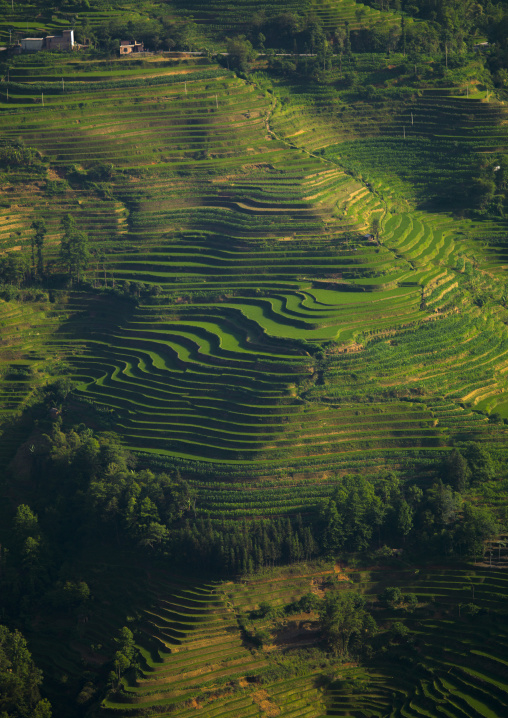 Green Rice Terraces Of Hani People In Yuanyang, Yunnan Province, China