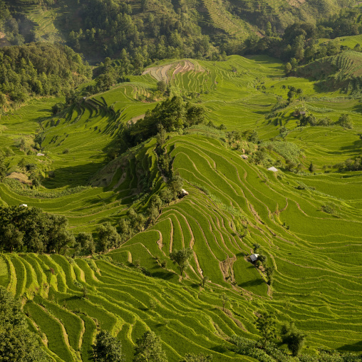 Green Rice Terraces Of Hani People In Yuanyang, Yunnan Province, China