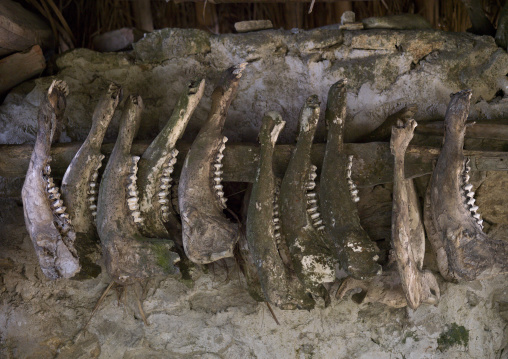 Buffalos Jaws Kept After Ceremonies,yuanyang, Yunnan Province, China
