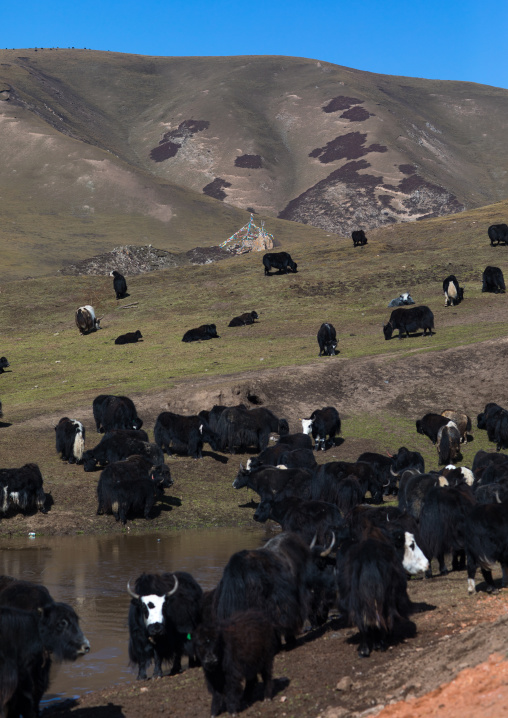 Tibetan nomad herds yaks, Tongren County, Rebkong, China