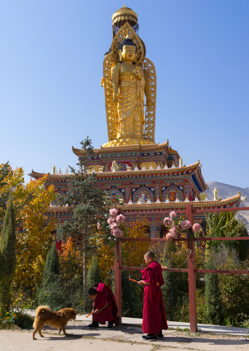 Young monks feeding a dog in front of a golden buddha statue in Wutun si monastery, Qinghai province, Wutun, China