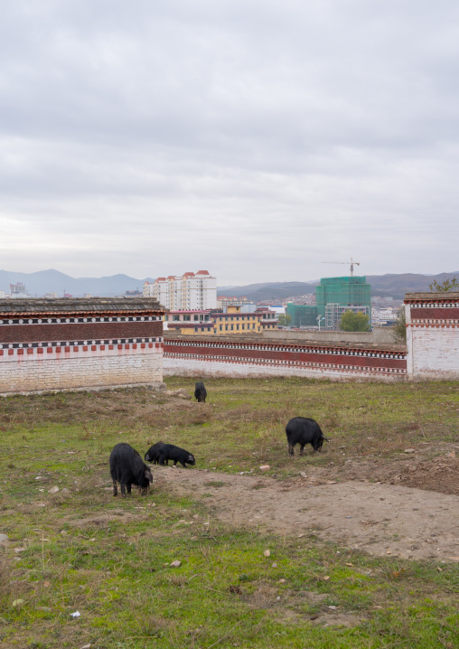 Pigs in the gardens of Hezuo monastery, Gansu province, Hezuo, China